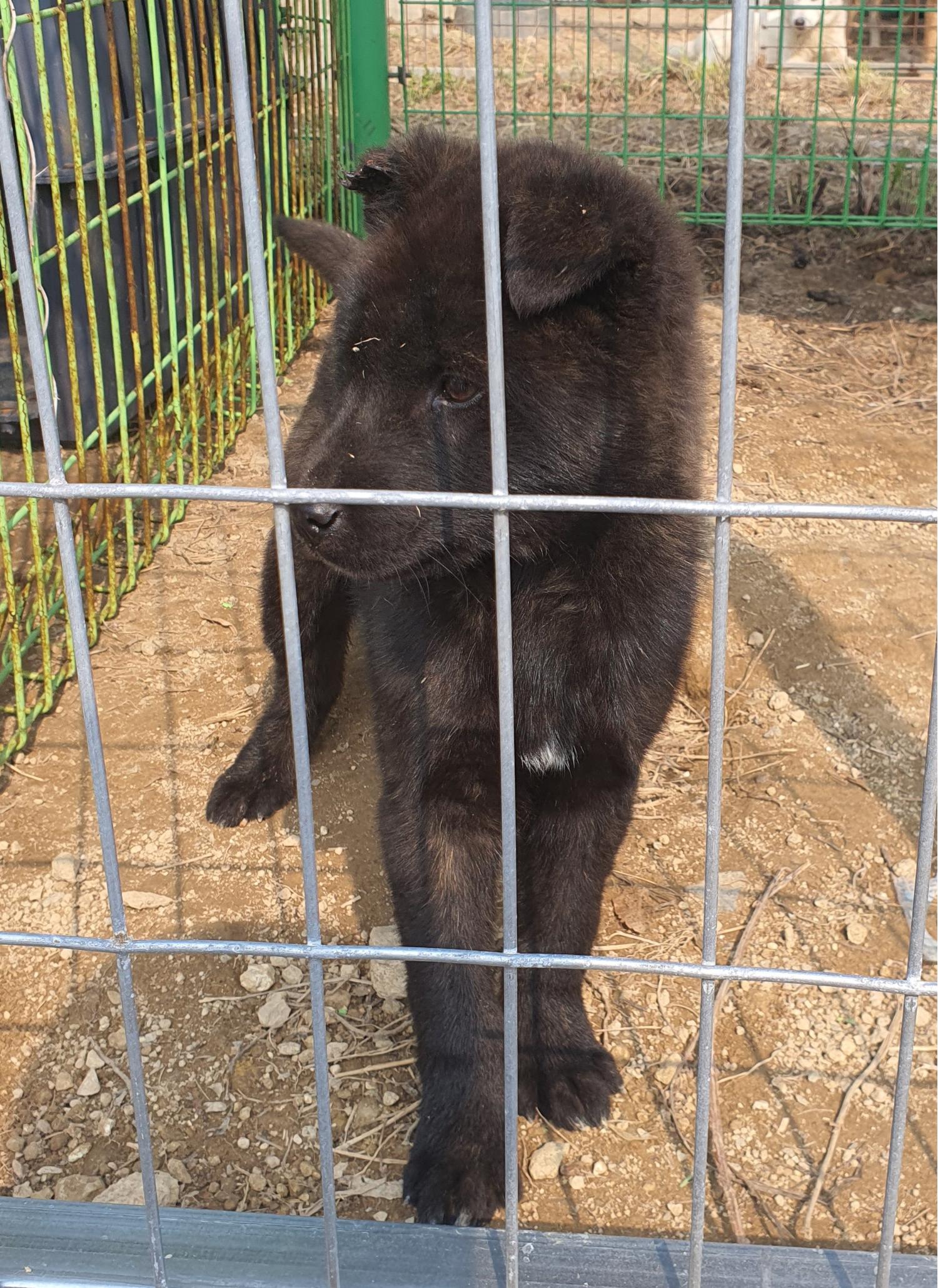 진도개메디컬센터_446500202300136